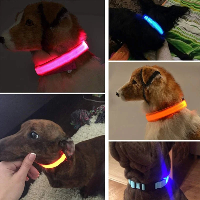 Pet collar that glows in the dark